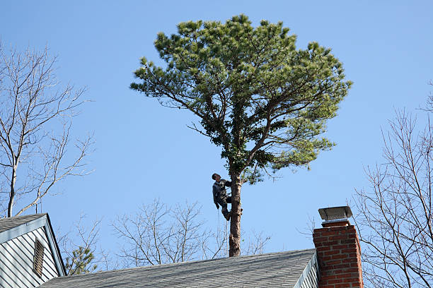 Best Emergency Tree Removal  in Norwood, NJ